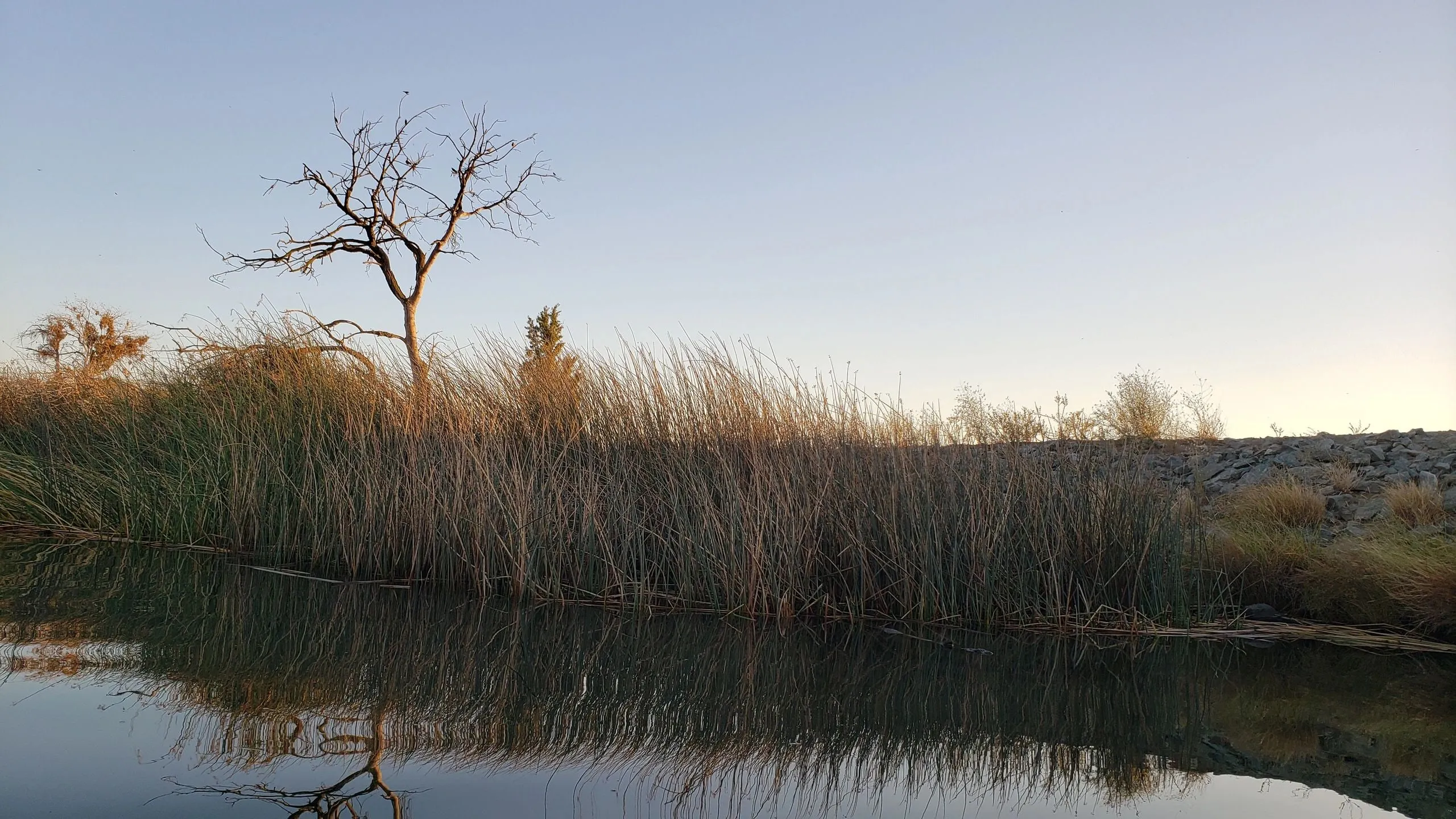 Reeds and a bare tree reflected in still water at dusk.